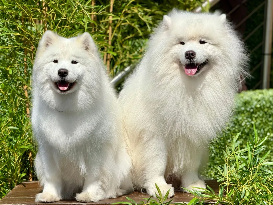 Tại Chunpet